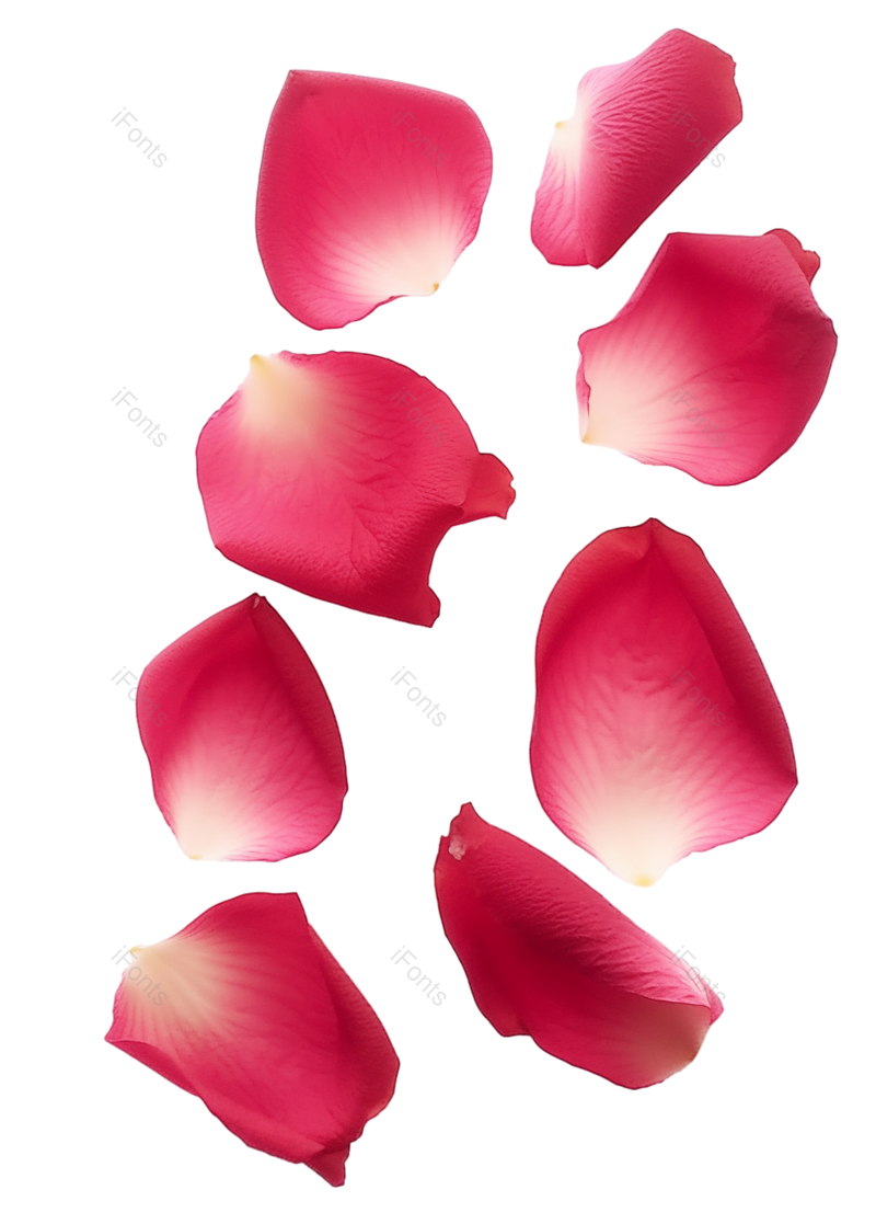 花瓣装饰图片,玫瑰花元素,玫瑰PNG,玫瑰花瓣免抠素材